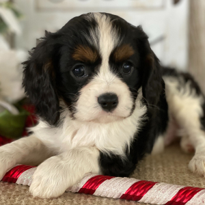 Cavalier King Charles Spaniel Puppy Jimmy