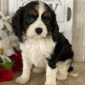 Cavalier King Charles Spaniel Puppy Jimmy