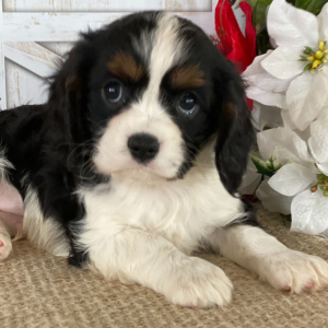 Cavalier King Charles Spaniel Puppy Jimmy