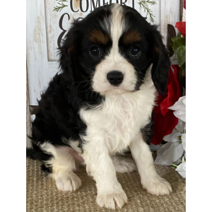 Cavalier King Charles Spaniel Puppy Jimmy