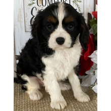 Cavalier King Charles Spaniel Puppy Jimmy