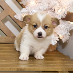 Pembroke Welsh Corgi Puppy Wade