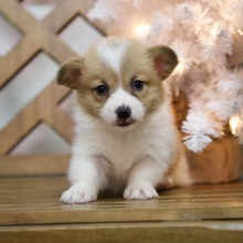Pembroke Welsh Corgi Puppy Wade
