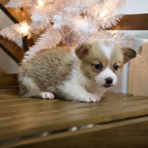 Pembroke Welsh Corgi Puppy Wade
