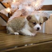 Pembroke Welsh Corgi Puppy Wade