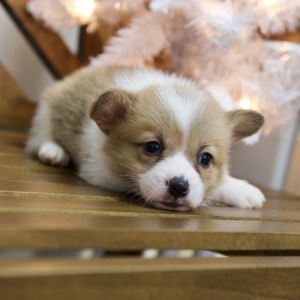 Pembroke Welsh Corgi Puppy Wade