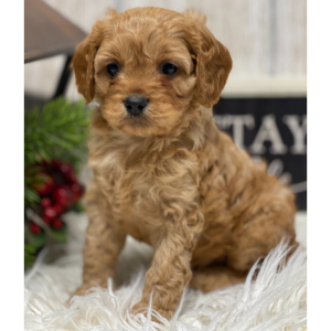 Cavapoo Puppy Kobe