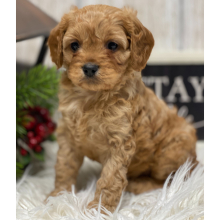 Cavapoo Puppy Kobe