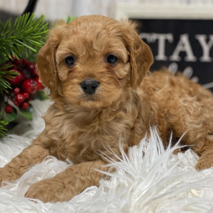 Cavapoo Puppy Kobe