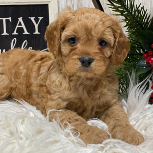 Cavapoo Puppy Kobe
