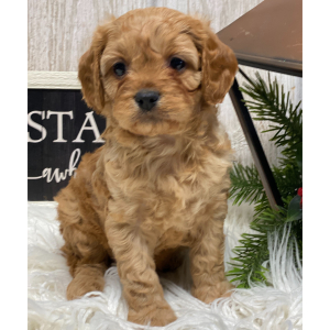 Cavapoo Puppy Kobe