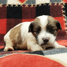 Morkie Puppy Sammy