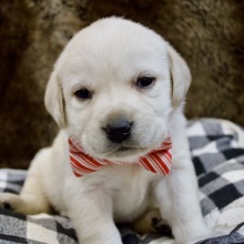 Labrador Retriever Puppy Candy Cane