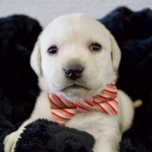 Labrador Retriever Puppy Candy Cane