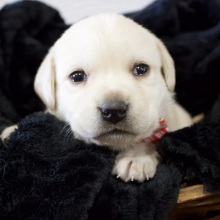 Labrador Retriever Puppy Candy Cane