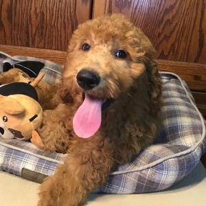Goldendoodle Puppy Blue