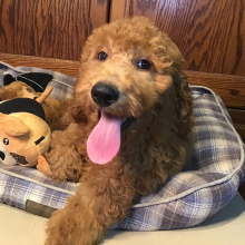 Goldendoodle Puppy Blue