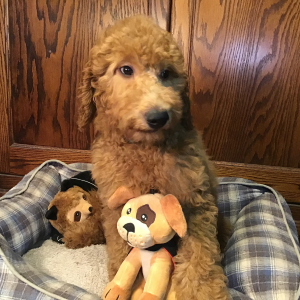 Goldendoodle Puppy Blue
