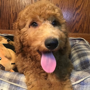 Goldendoodle Puppy Blue
