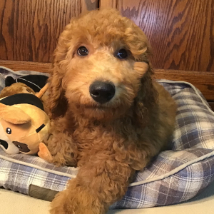 Goldendoodle Puppy Blue