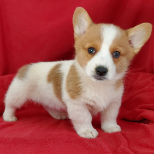 Pembroke Welsh Corgi Puppy Scout