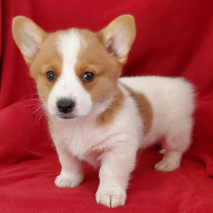 Pembroke Welsh Corgi Puppy Scout