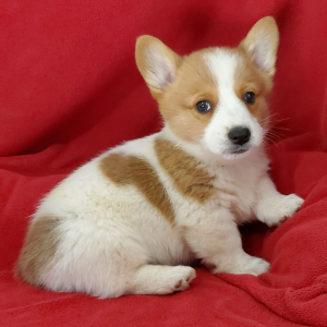 Pembroke Welsh Corgi Puppy Scout