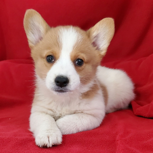 Pembroke Welsh Corgi Puppy Scout