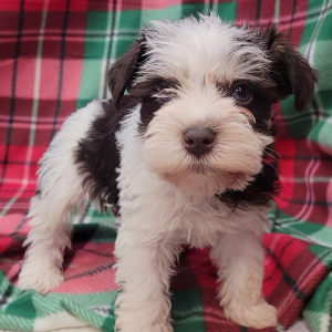 Miniature Schnauzer Puppy Kringle