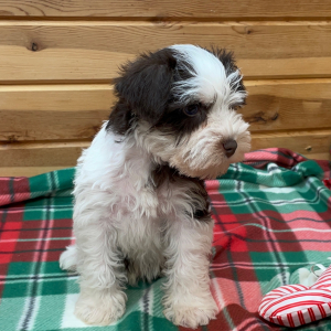 Miniature Schnauzer Puppy Kringle