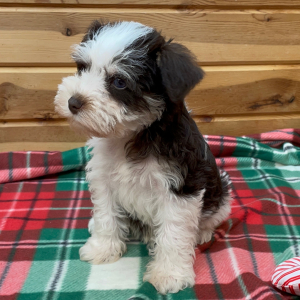 Miniature Schnauzer Puppy Kringle
