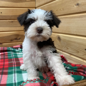 Miniature Schnauzer Puppy Kringle