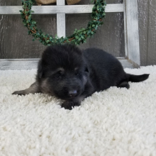 German Shepherd Dog Puppy Zaina