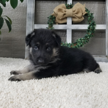 German Shepherd Dog Puppy Zaina