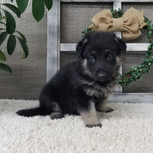 German Shepherd Dog Puppy Zaina