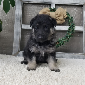 German Shepherd Dog Puppy Zaina