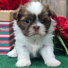 Shih Tzu Puppy Buddy