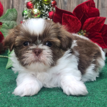 Shih Tzu Puppy Buddy