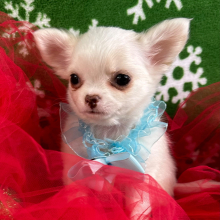 Chihuahua Puppy Pablo