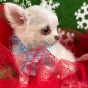Chihuahua Puppy Pablo