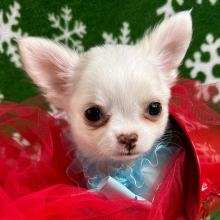 Chihuahua Puppy Pablo