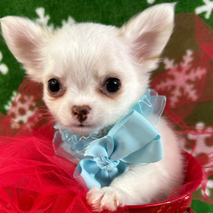 Chihuahua Puppy Pablo
