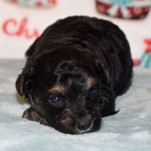 Yorkiepoo Puppy Drake