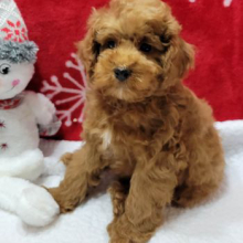 Poodle Puppy Noel