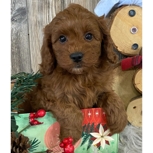 Cavapoo Puppy Cady