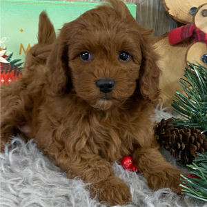 Cavapoo Puppy Cady