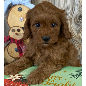 Cavapoo Puppy Cady