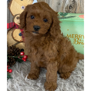 Cavapoo Puppy Cady