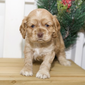 Cocker Spaniel Puppy Vaughn