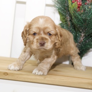 Cocker Spaniel Puppy Vaughn